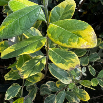 SunSparkle™ Variegated Pineapple Guava