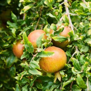 A.C. Sweet Pomegranate