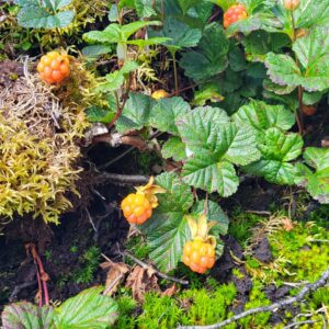 Alternative view of Salmonberry