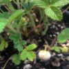 Afghan Banana Strawberry