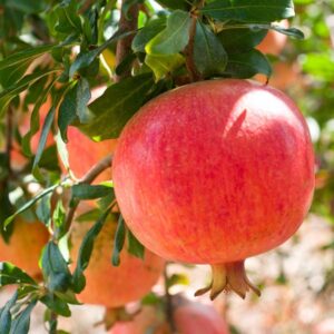 Agat Pomegranate