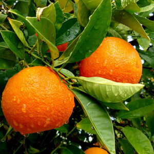 Akcay Sekeri Crescent Orange