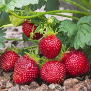 Albion Strawberry