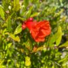 Alk Pust Ghermez Pomegranate