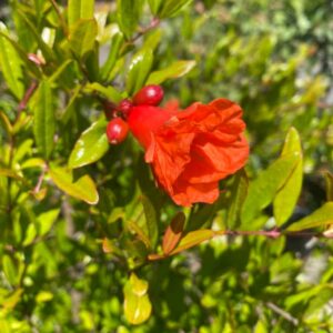 Alk Pust Ghermez Pomegranate