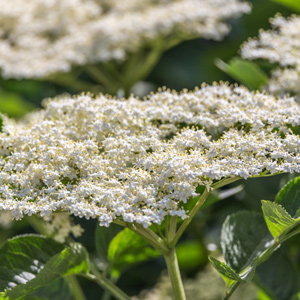 Allesso European Elderberry