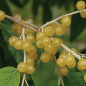 Amber™ Autumn Olive