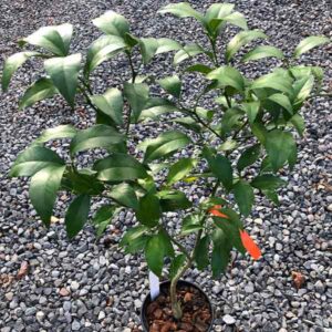 Ambersweet Citrus