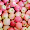 Ambrosia Apple Tree