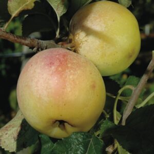 Amere de Berthcourt Cider Apple