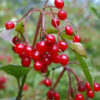 American Highbush Cranberry