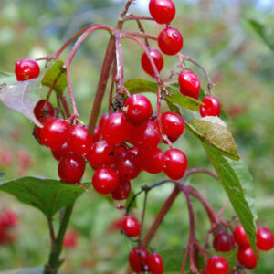 American Highbush Cranberry