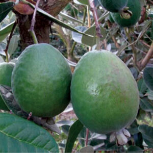 Anatoki™ Pineapple Guava