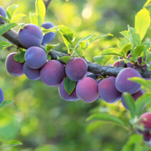 Angelina Burdett Plum