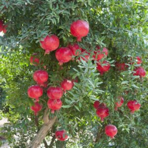 Ariana Pomegranate