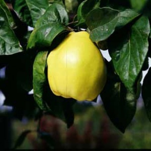 Aromatnaya Quince