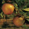 Ashmead_s Kernal Apple