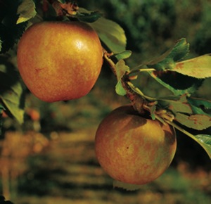 Ashmead_s Kernal Apple