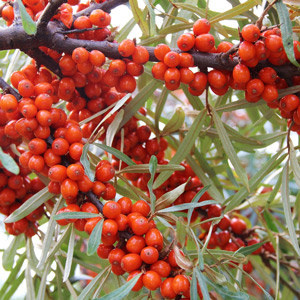 Askola™ Sea Berry