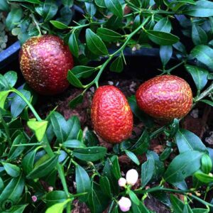 Australian Blood Lime