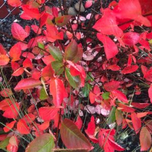 Autumn Magic Aronia