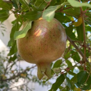 Azadi Pomegranate