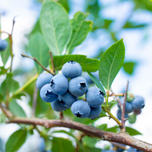 Baby Blues Blueberry