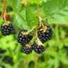 Baby Cakes Dwarf Thornless Blackberry