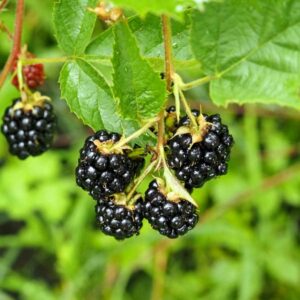 Baby Cakes Dwarf Thornless Blackberry