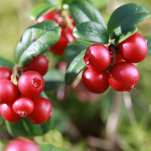 Balsgard Lingonberry