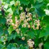 Bar-Le-Duc White Currant