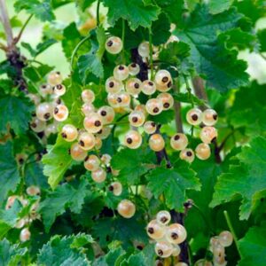 Bar-Le-Duc White Currant