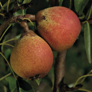 Barland Cider Pear
