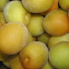 Bavay's Gage Plum