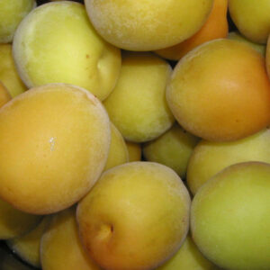 Bavay's Gage Plum