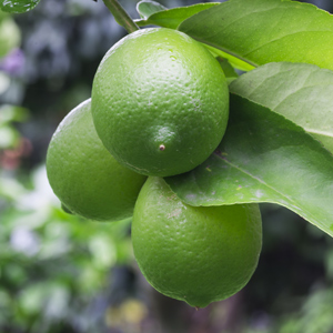 Bearss Lime