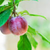 Beauty Japanese Plum