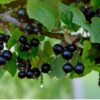 Belaruskaja Black Currant