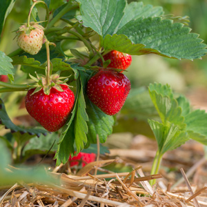 Benton Strawberry