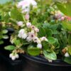 Berried Treasure Huckleberry
