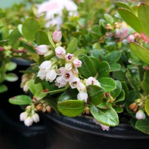 Berried Treasure Huckleberry