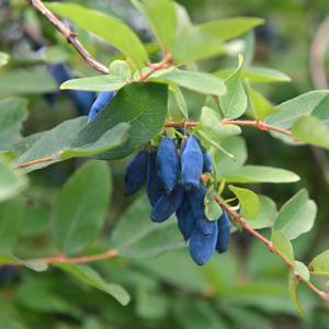 Berry Blue™ Honeyberry