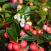 Berry Cascade Wintergreen Shrub