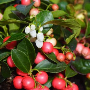 Berry Cascade Wintergreen Shrub