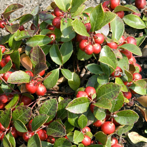 Berry Cascade Wintergreen Shrub