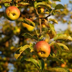 Binet Rouge Cider Apple