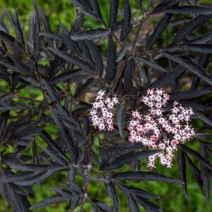 Black Lace Elderberry
