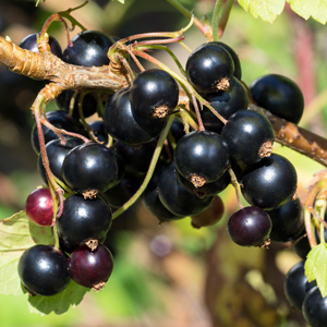 Black-Reward-Black-Currant.
