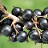 Black September Black Currant