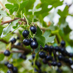 Black Topaz Clove Currant